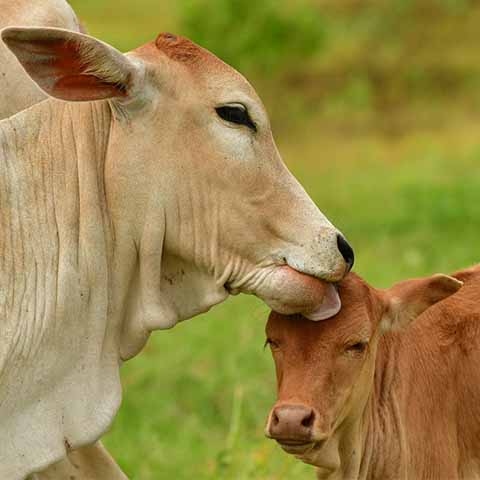 story_of_bharat_milk